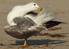 Larus armenicus